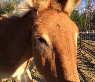 Clover Rescued Draft Horse Clover