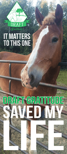 Draft Gratitude Saved My Life