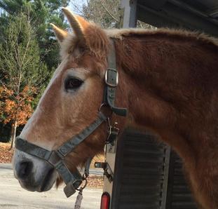 Rescued Draft Horse Grady