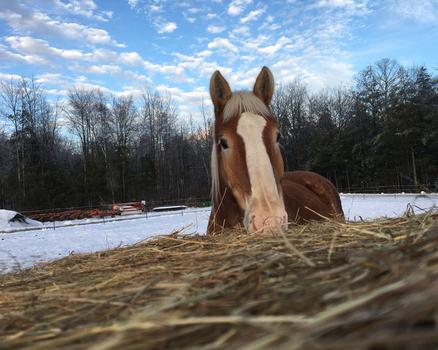 Draft Gratitude's new horse bob