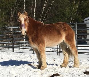 Sol a draft gratitude horse Sol a draft gratitude horse