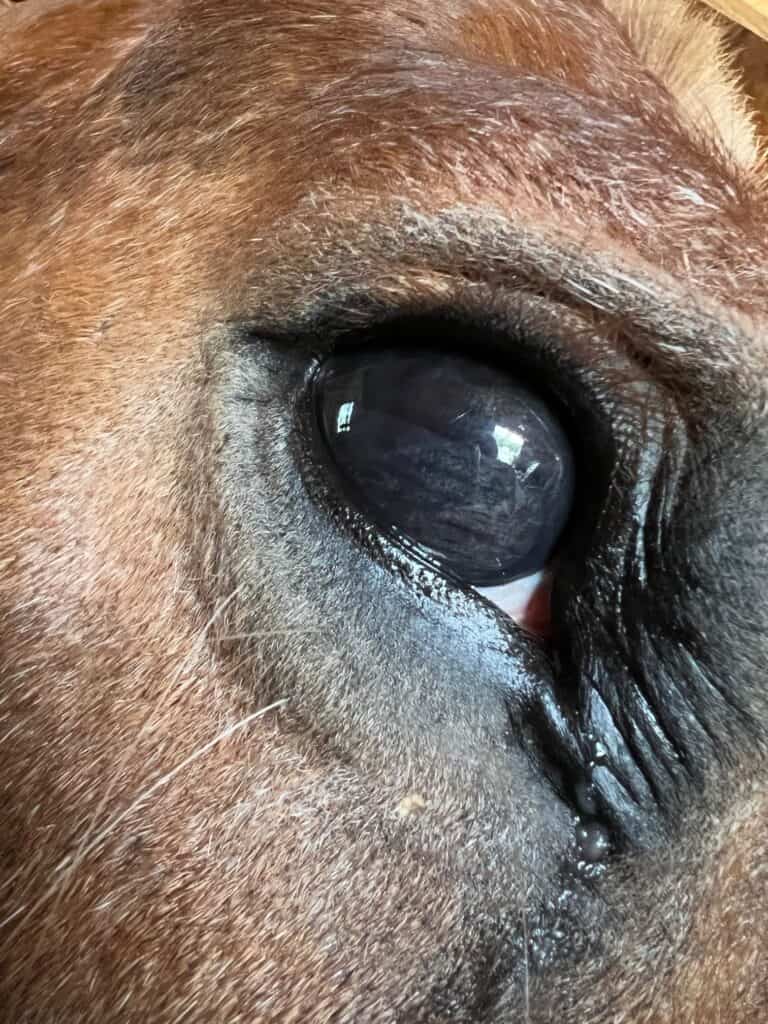 close up of sandy's eye