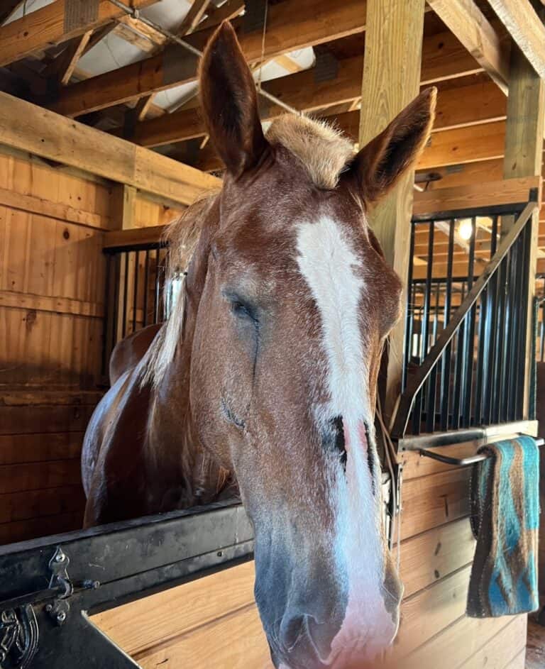 Sandy standing in her stall
