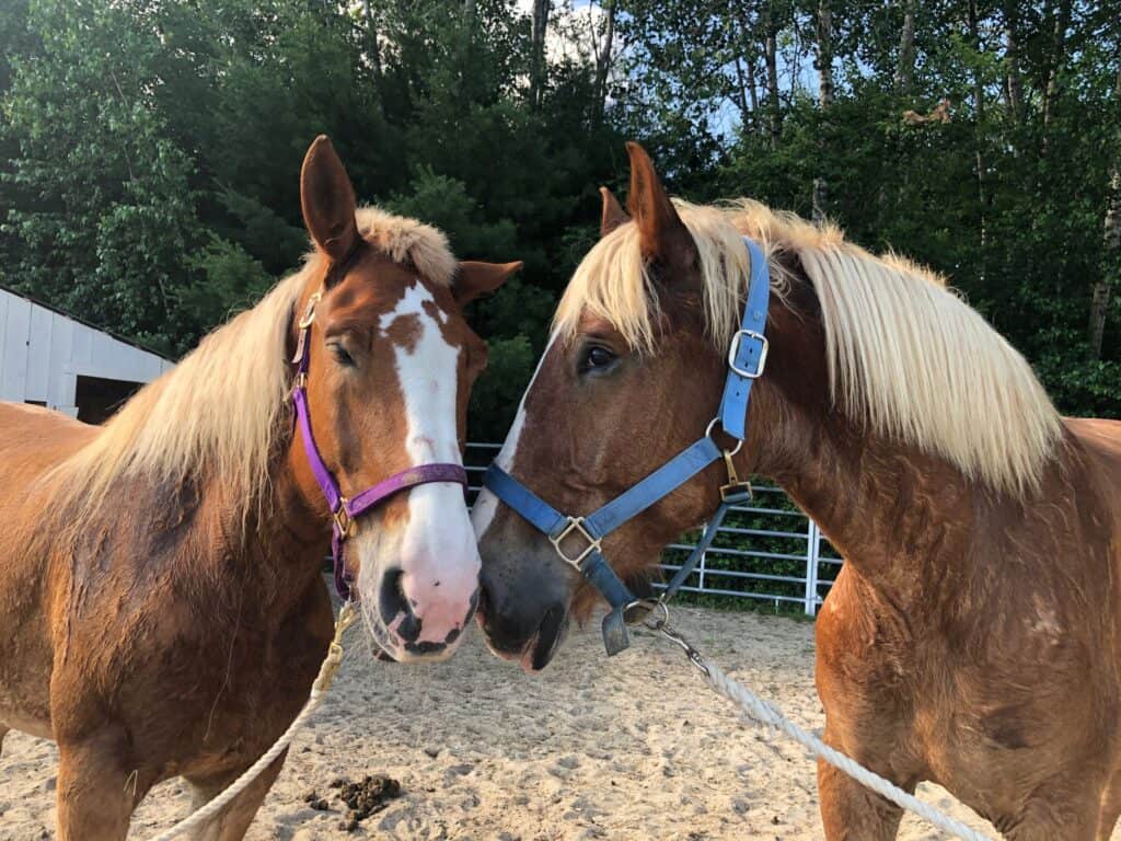 Two horses getting to know each other.