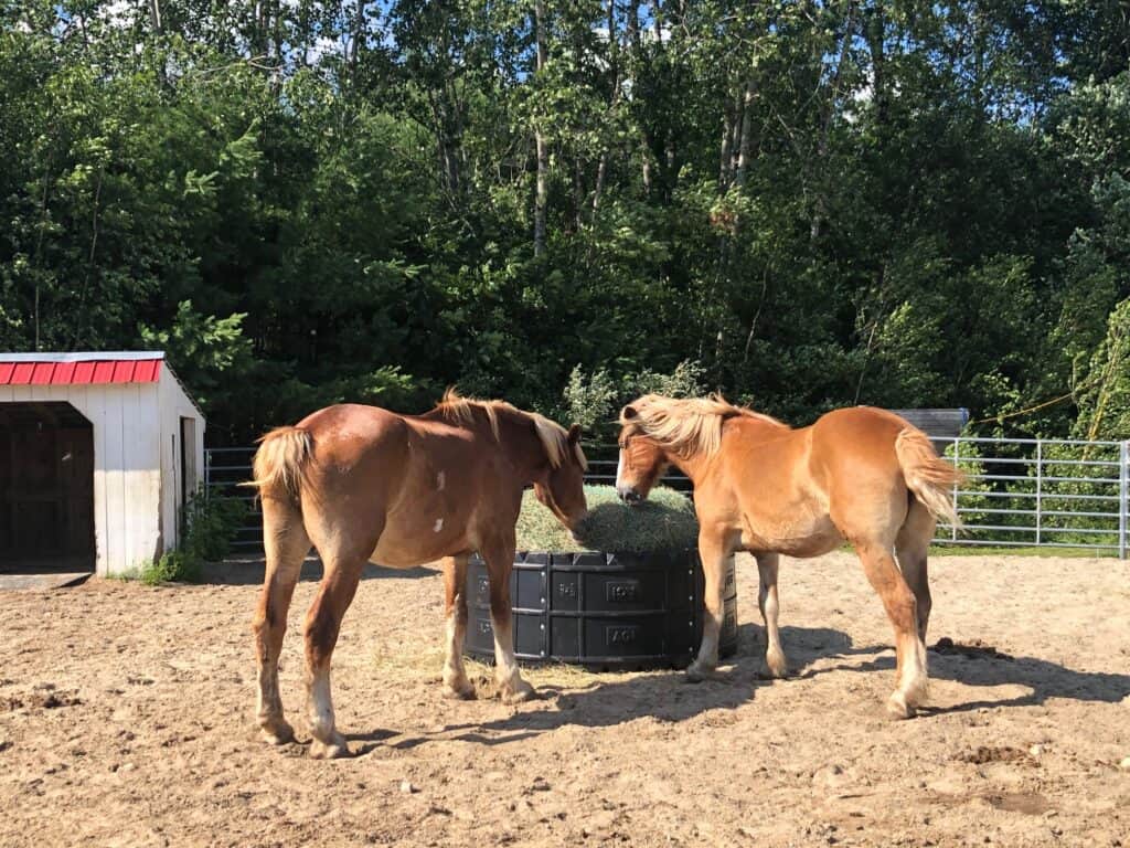 Two horses eating hay.