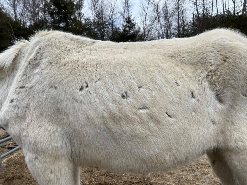 side of a white mule showing bite marks
