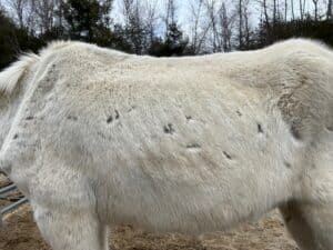side of a white mule showing bite marks