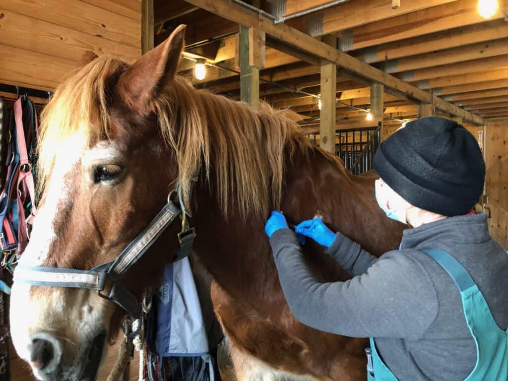 horse receiving a vaccine