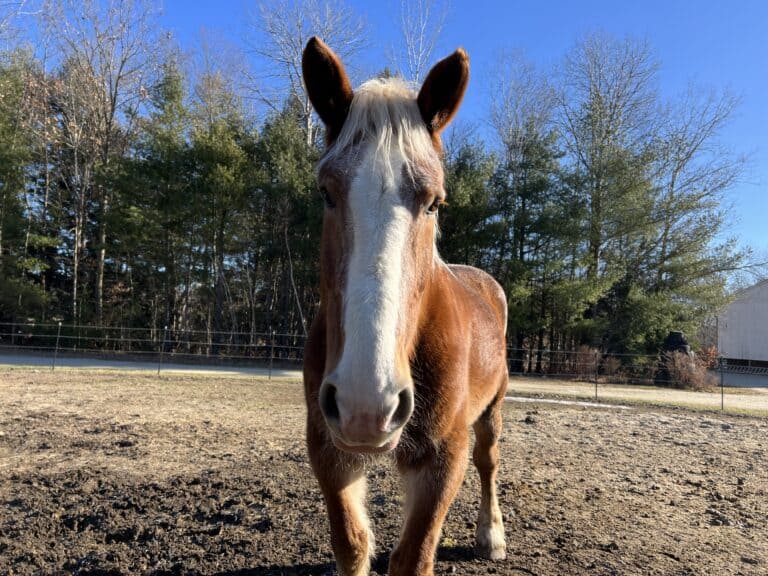 brown horse named royal