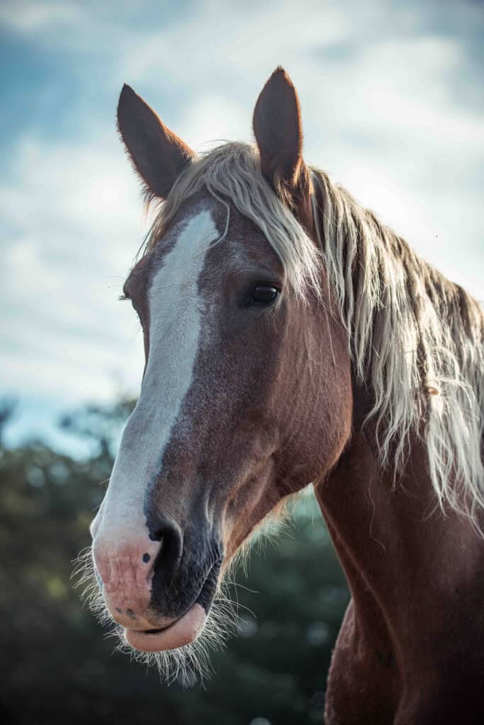 The horse named Royal