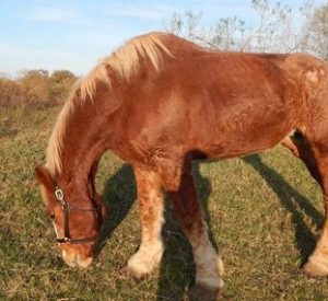 Rescued Draft Horse Lady