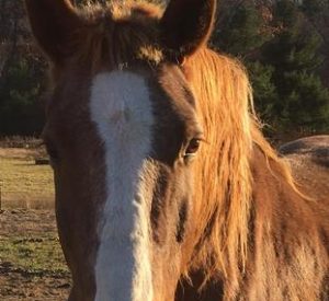 Rescued Draft Horse Trooper