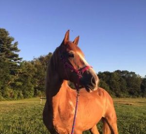 Rescued Draft Horse Pearl