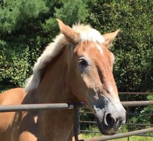 Rescued Draft Horse Jimmy