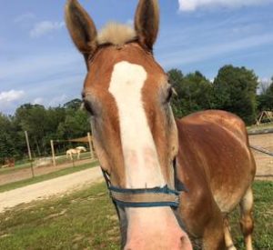 Rescued Draft Horse Bob