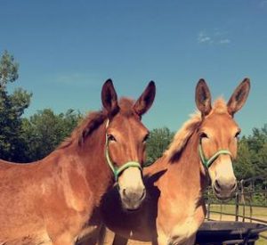 Rescued Draft Mules