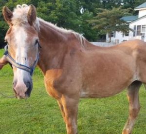 Rescued Draft Horse Bella