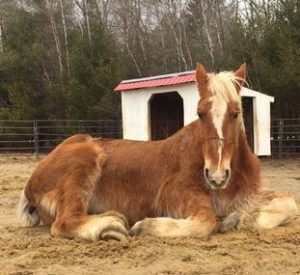 Rescued Draft Horse Charile