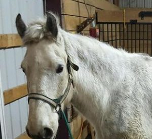 Rescued Draft Horse King