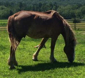 Rescued Draft Horse Ryan