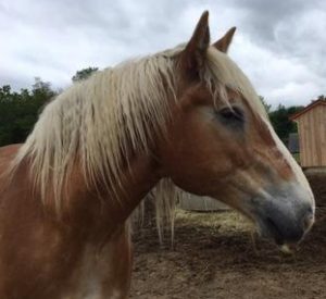 Rescued Draft Horse Big Jake