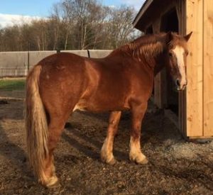 Rescued Draft Horse Duke