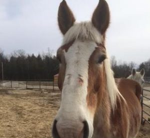 Rescued Draft Horse Belle