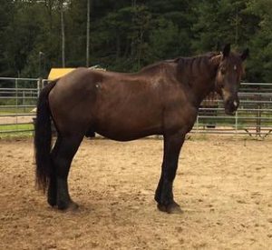 Rescued Draft Horse Merlin