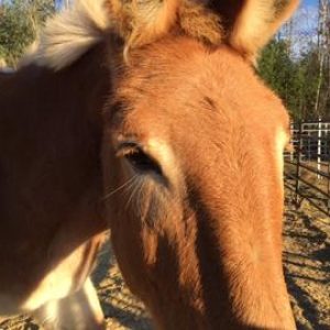 Clover Rescued Draft Horse Clover