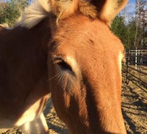 Rescued Draft Horse Clover