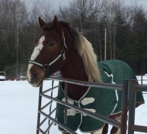 Rescued Draft Horse Tonka