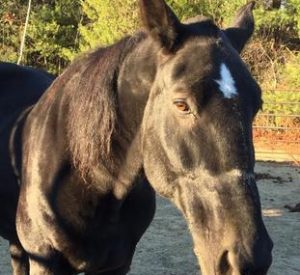 Rescued Draft Horse Domino