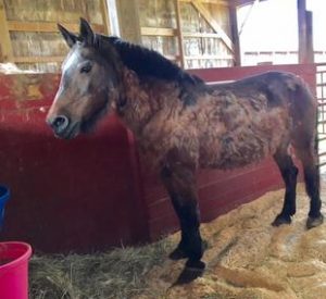 Rescued Draft Horse Megan