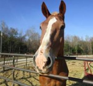 Rescued Draft Horse Captain