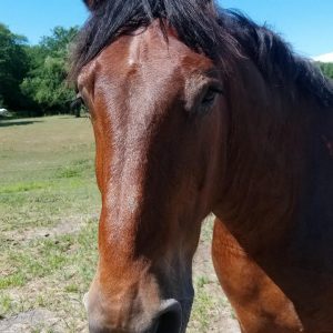 Doc doc the horse