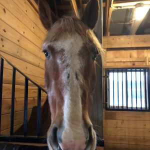 Jerry Jerry the horse