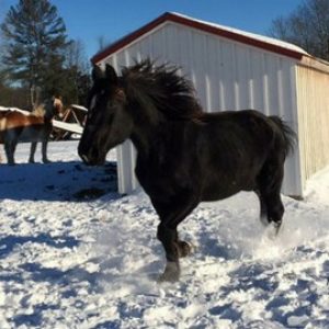 Draft Gratitude’s Kass Draft Gratitude's Kass
