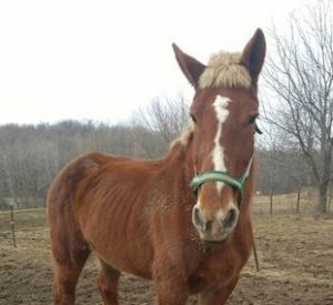 Rescued Draft Horse Madison
