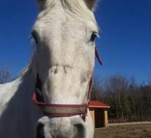 Rescued Draft Horse Jetstar