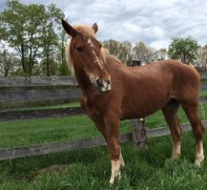 Rescued Draft Horse Bailey