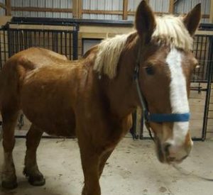 Rescued Draft Horse Judy