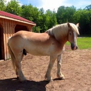 Beau Rescued Draft Horse Beau