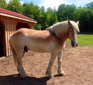 Rescued Draft Horse Beau