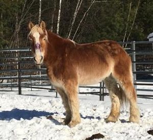 Sol a draft gratitude horse