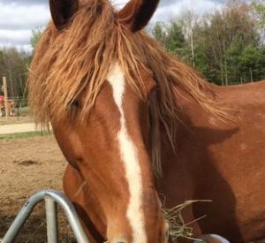 Rescued Draft Horse Anne