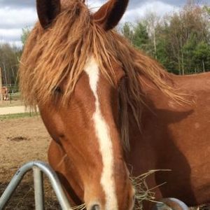 Anne Rescued Draft Horse Anne