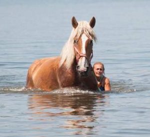 Rescued Draft Horse Tank