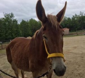 Rescued Draft Horse Rosie