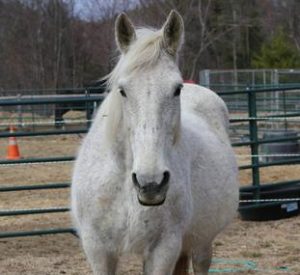 Rescued Draft Horse Pepper