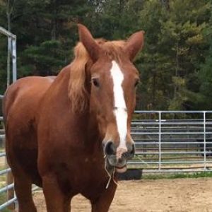 Cindy Rescued Draft Horse Cindy